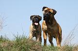 BULLMASTIFF 361